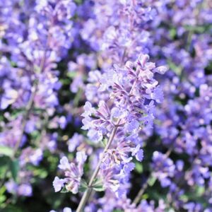 Nepeta racemosa 'Walker's Low' ---